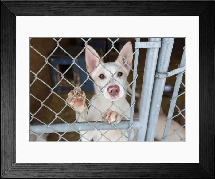 Framed Print : Cute white dog with big ears behind fence with one paw up looking directly at camera