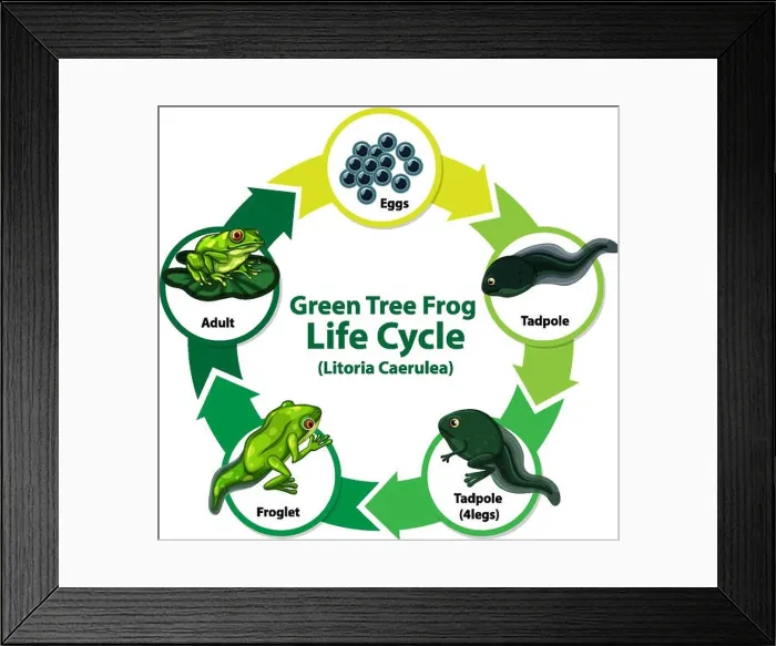 Framed Print : Diagram showing life cycle of Frog Framed Print : Diagram showing life cycle of Frog