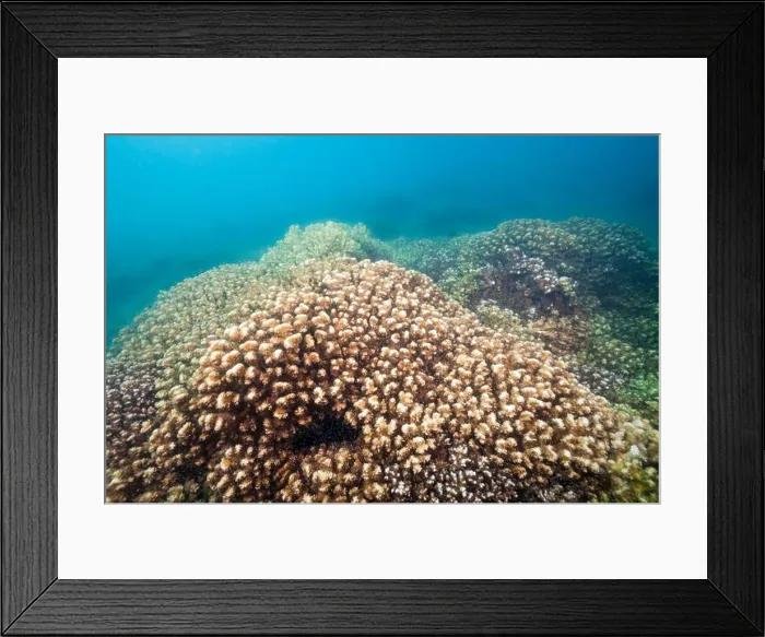 Framed Print : Stone Corals in Sea of Cortez, Pocillopora elegans, La Paz, Baja California Sur, Mexico Framed Print : Stone Corals in Sea of Cortez, Pocillopora elegans, La Paz, Baja California Sur, Mexico