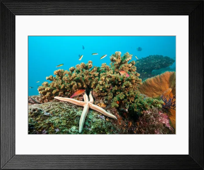 Framed Print : Starfish in Coral Reef, Phataria unifascialis, Cabo Pulmo, Baja California Sur, Mexico Framed Print : Starfish in Coral Reef, Phataria unifascialis, Cabo Pulmo, Baja California Sur, Mexico