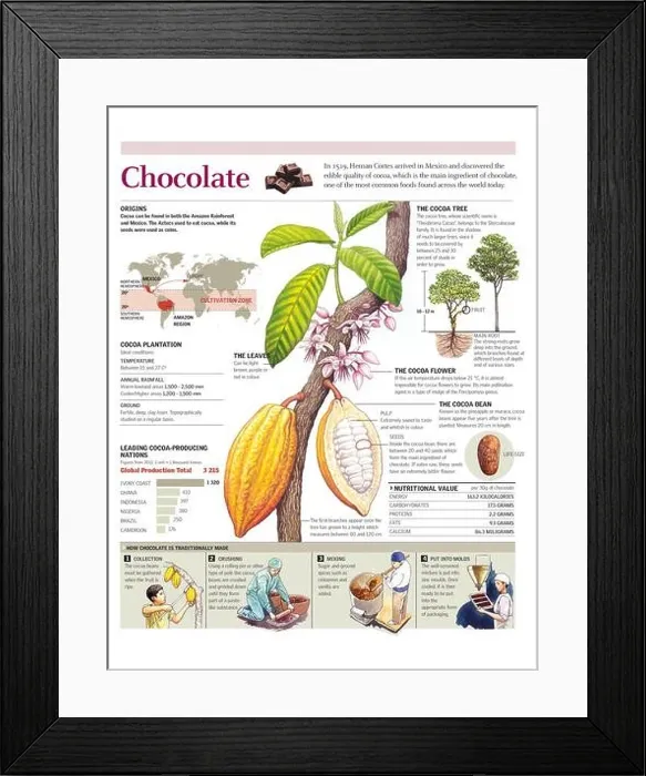 Framed Print : Infographic on the cocoa plant and the origin, production and making of chocolate. [Adobe Illustrator (.ai); 2480x3248]
