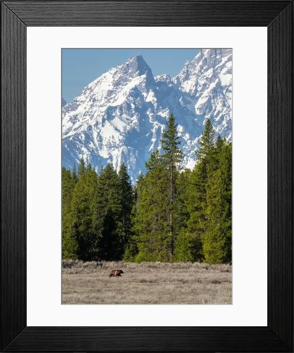 Framed Print : Grizzly Bear 399 walking through a meadow below Teewinot. Grand Teton National Park, Wyoming Framed Print : Grizzly Bear 399 walking through a meadow below Teewinot. Grand Teton National Park, Wyoming