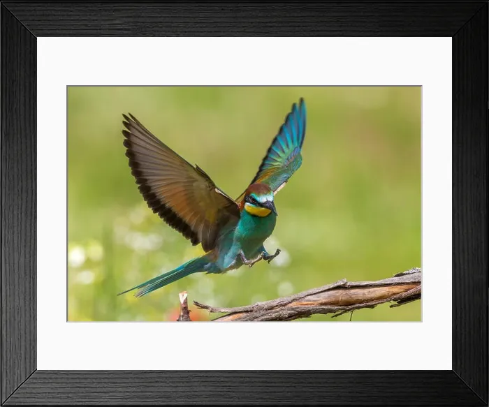 Framed Print : Bijeneter landend op tak, European Bee-eater landing on a branch Framed Print : Bijeneter landend op tak, European Bee-eater landing on a branch