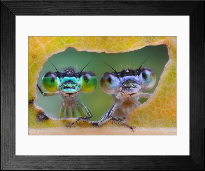 Framed Print : Two damselflies looking through the hole made by a caterpillar on a leaf Framed Print : Two damselflies looking through the hole made by a caterpillar on a leaf