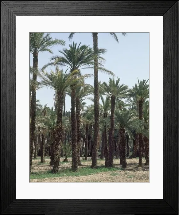 Framed Print : PARQUE NATURAL PATRIMONIO DE LA HUMANIDAD - PALMERAS. Location: EL PALMERAL, ELCHE, ALICANTE, SPAIN Framed Print : PARQUE NATURAL PATRIMONIO DE LA HUMANIDAD - PALMERAS. Location: EL PALMERAL, ELCHE, ALICANTE, SPAIN