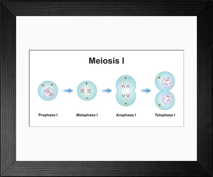 Framed Print : Scientific Designing of Meiosis 1. The First Stage of Meiosis Process. Colorful Symbols. Vector Illustration Framed Print : Scientific Designing of Meiosis 1. The First Stage of Meiosis Process. Colorful Symbols. Vector Illustration