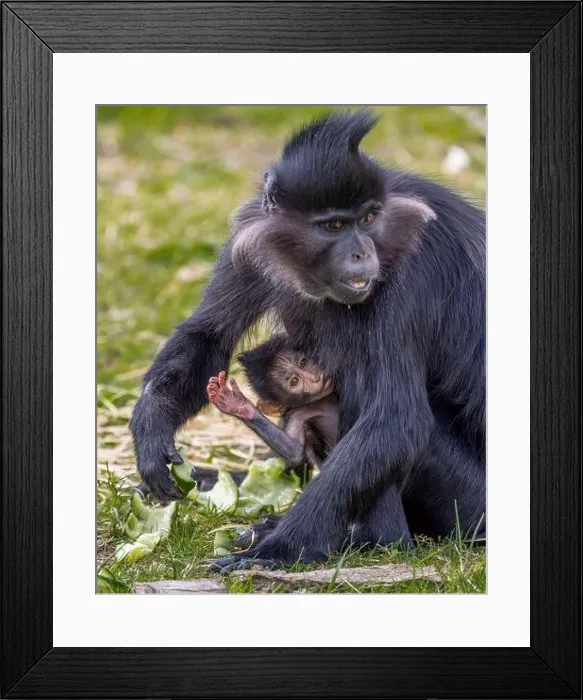 Framed Print : A vertical shot of a black crested mangabey (Lophocebus aterrimus) with her baby