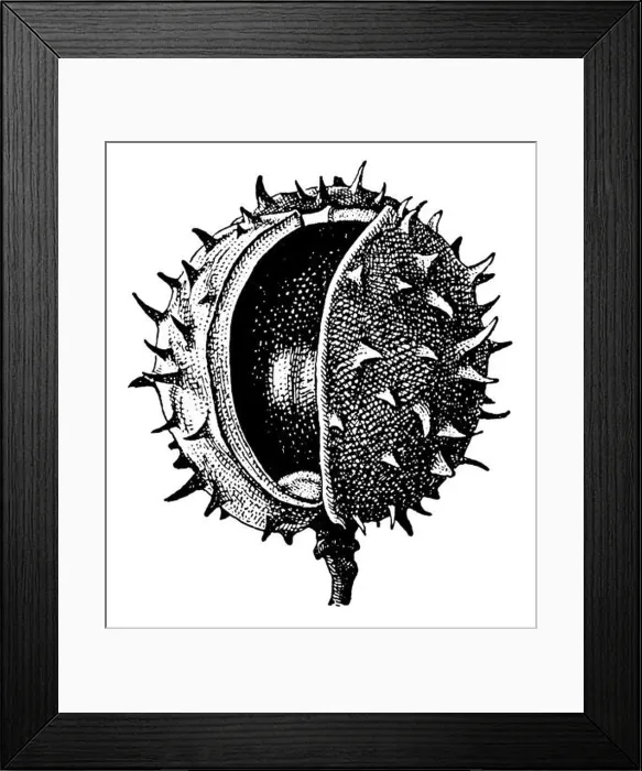 Framed Print : horse-chestnut, conker tree (Aesculus hippocastanum), fruit, Aesculus hippocastanum, (biology book, 1941) Framed Print : horse-chestnut, conker tree (Aesculus hippocastanum), fruit, Aesculus hippocastanum, (biology book, 1941)