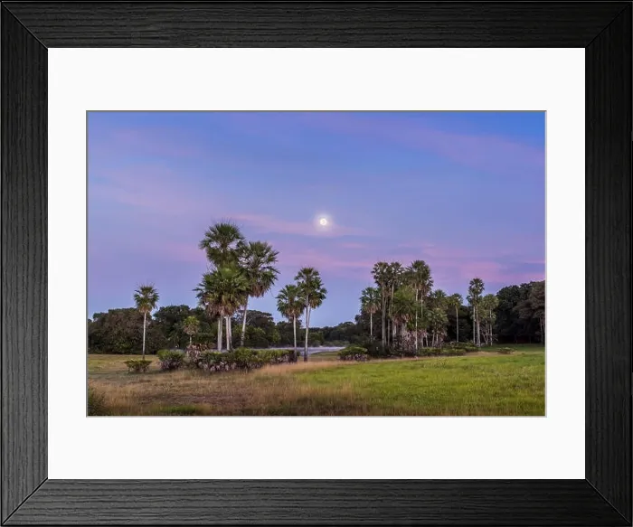 Framed Print : Landscape with moriche palm trees in the southern Pantanal, Fazenda Barranco Alto, Pantanal, Mato Grosso do Sul, Brazil Framed Print : Landscape with moriche palm trees in the southern Pantanal, Fazenda Barranco Alto, Pantanal, Mato Grosso do Sul, Brazil