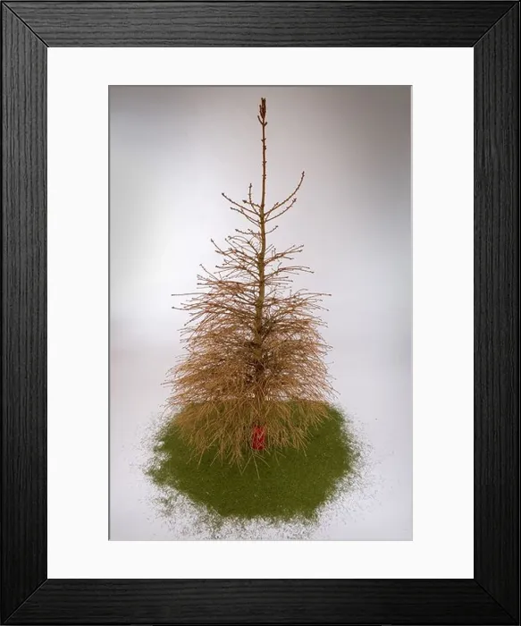 Framed Print : Old Christmas tree with no needles on it Framed Print : Old Christmas tree with no needles on it