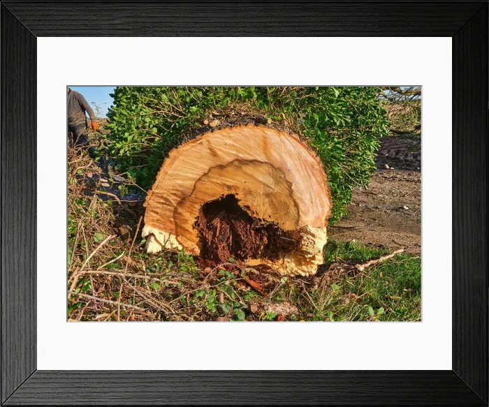 Framed Print : A cross section of a recently felled diseased Ash tree Fraxinus excelsior exhibiting Heart rot fungal disease that Framed Print : A cross section of a recently felled diseased Ash tree Fraxinus excelsior exhibiting Heart rot fungal disease that