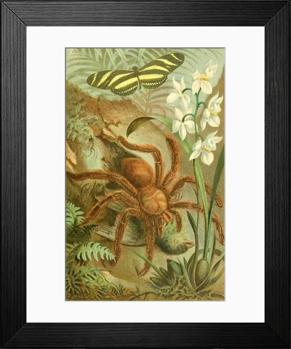 Framed Print : Animate creation : popular edition of Our living world : a natural history