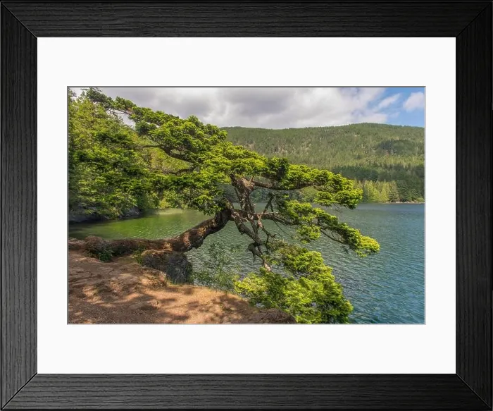 Framed Print : A Douglas fir tree shaped by the wind leaning over the shore of Cascade Lake in Moran State Park on Orcas Island Framed Print : A Douglas fir tree shaped by the wind leaning over the shore of Cascade Lake in Moran State Park on Orcas Island