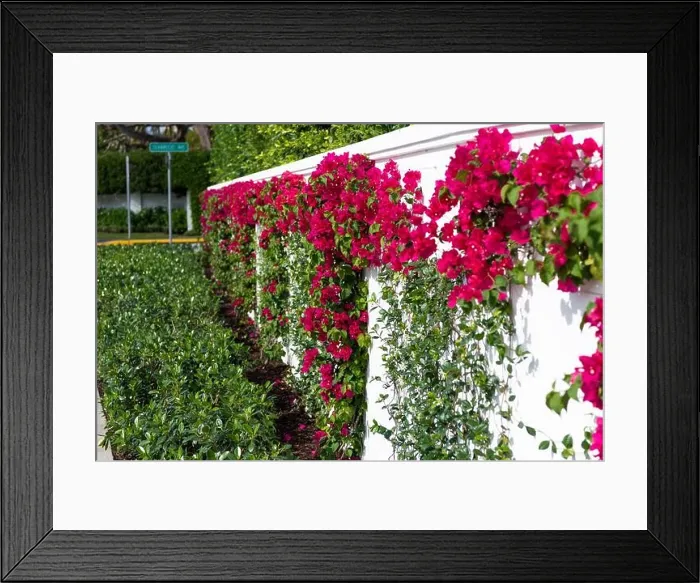 Framed Print : Bougainvillea or paperflower flowering plant growing along fence outdoors Framed Print : Bougainvillea or paperflower flowering plant growing along fence outdoors
