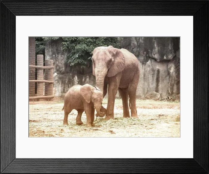Framed Print : Elephants are large mammals of the family Elephantidae and the order Proboscidea Framed Print : Elephants are large mammals of the family Elephantidae and the order Proboscidea