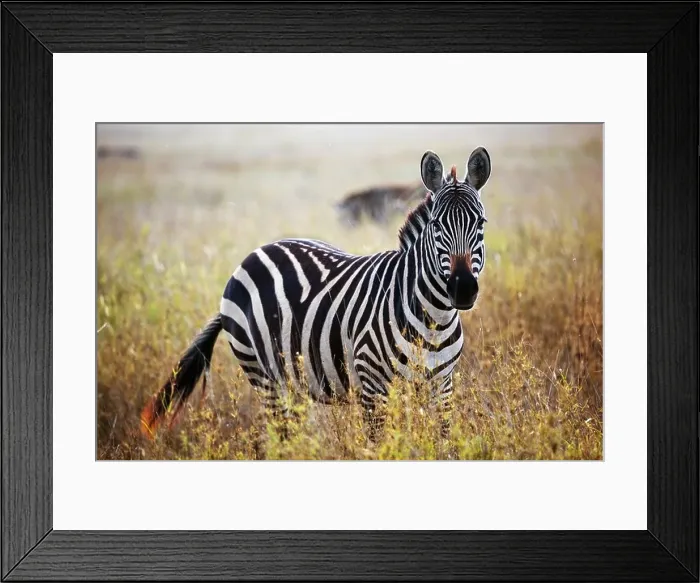 Framed Print : Zebra portrait on African savanna. Safari in Serengeti National Park, Tanzania Framed Print : Zebra portrait on African savanna. Safari in Serengeti National Park, Tanzania