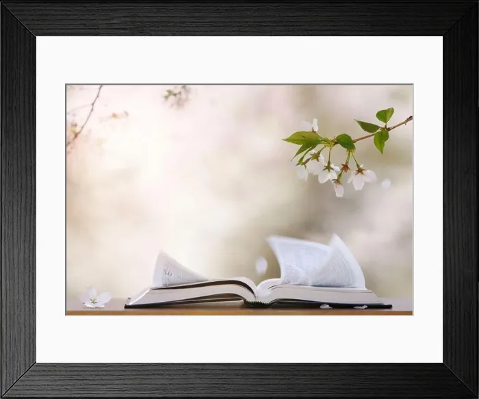 Framed Print : Flower petals blowing in the spring wind, white cherry blossom trees, the holy Bible, religion and faith background Framed Print : Flower petals blowing in the spring wind, white cherry blossom trees, the holy Bible, religion and faith background