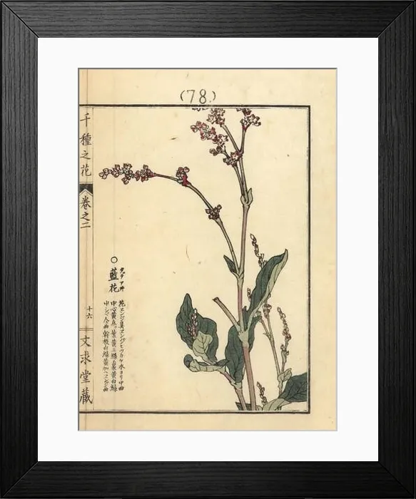 Framed Print : Tadeai or dyer's knotweed, Persicaria tinctoria Framed Print : Tadeai or dyer's knotweed, Persicaria tinctoria