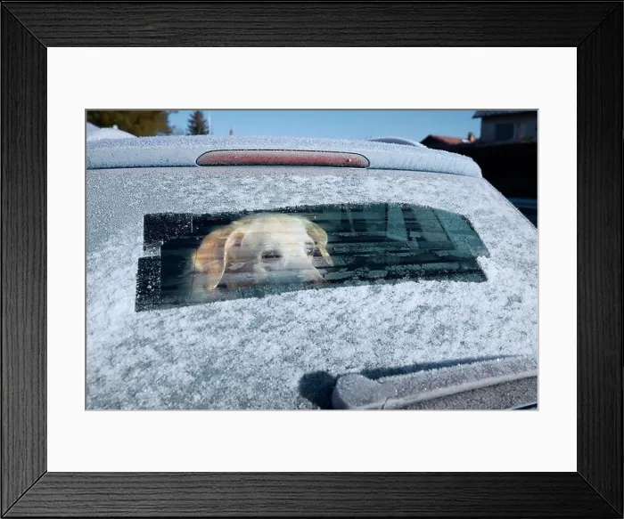 Framed Print : Winter road trip with dog. Labrador retriever looking through window of car during frosty day Framed Print : Winter road trip with dog. Labrador retriever looking through window of car during frosty day