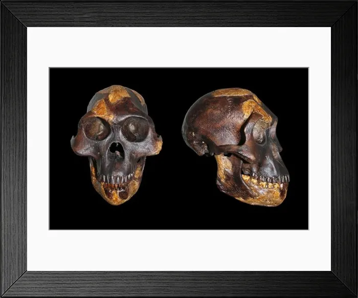 Framed Print : Lucy Australopithecus afarensis Framed Print : Lucy Australopithecus afarensis