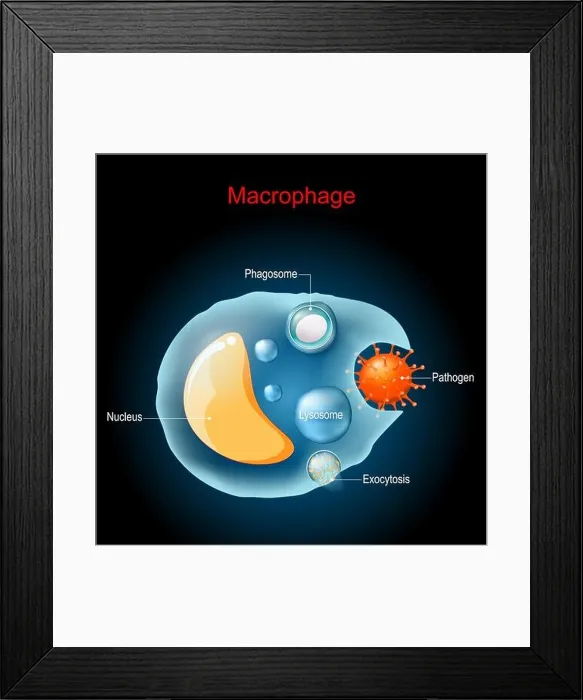 Framed Print : Phagocytosis. Macrophage anatomy Framed Print : Phagocytosis. Macrophage anatomy