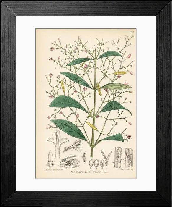 Framed Print : Green chirayta, king of bitters Framed Print : Green chirayta, king of bitters