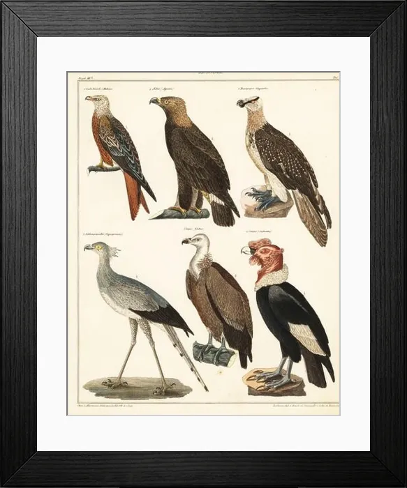 Framed Print : Birds of prey. Raubvoegel. 1 Red kite Framed Print : Birds of prey. Raubvoegel. 1 Red kite