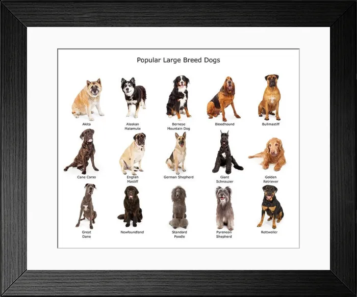 Framed Print : A group of fifteen common large breed dogs together Framed Print : A group of fifteen common large breed dogs together
