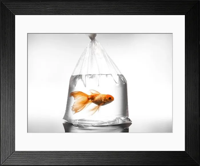 Framed Print : Beautiful gold fish in plastic bag on light background Framed Print : Beautiful gold fish in plastic bag on light background