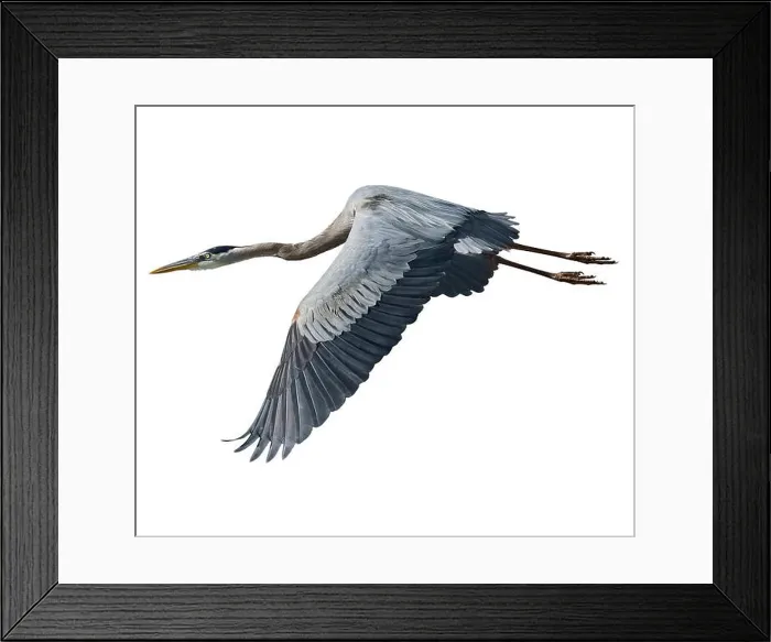 Framed Print : Great Blue Heron In Flight Isolated On White