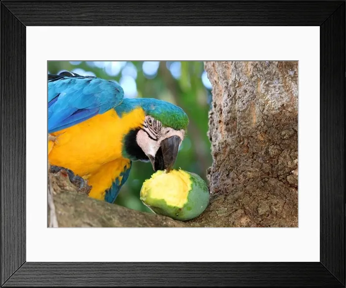 Framed Print : blue-and-yellow macaw (Ara ararauna) - Pantanal, Mato Grosso, Brazil Framed Print : blue-and-yellow macaw (Ara ararauna) - Pantanal, Mato Grosso, Brazil