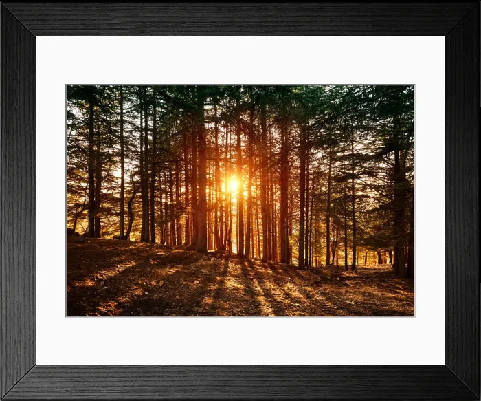 Framed Print : Beautiful forest landscape, bright sunlight makes its way through the trunks of pines