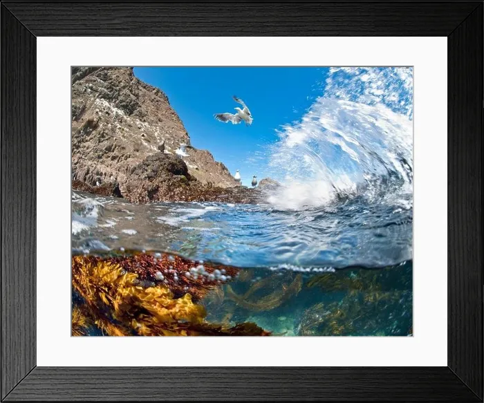 Framed Print : Below and above photo of kelp and gulls in Anacapa, Channel Islands, California, America, Usa Framed Print : Below and above photo of kelp and gulls in Anacapa, Channel Islands, California, America, Usa