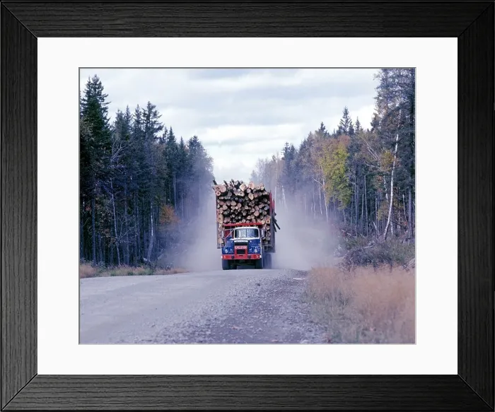 Framed Print : A logging truck filled with spruce and fir trees rumbles along a dusty road in Mains North Woods in October Framed Print : A logging truck filled with spruce and fir trees rumbles along a dusty road in Mains North Woods in October