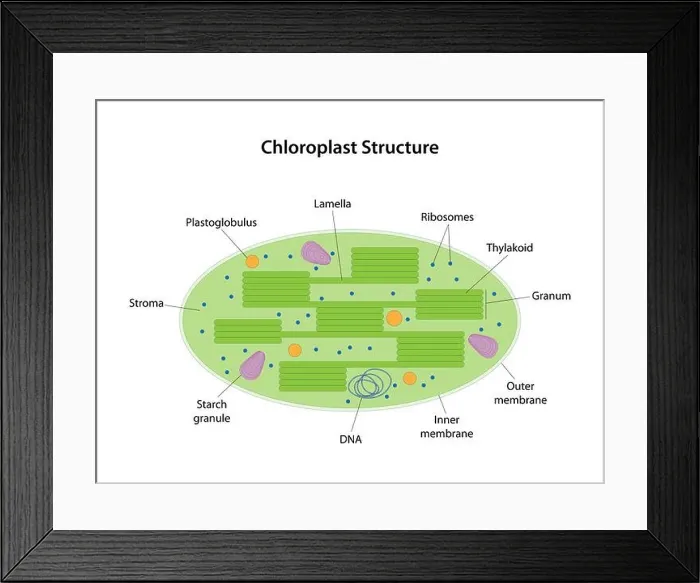Framed Print : Chloroplast is a two-membrane organelle of a plant cell Framed Print : Chloroplast is a two-membrane organelle of a plant cell