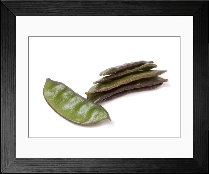 Framed Print : Indian bean Common name: Lablab Bean Framed Print : Indian bean Common name: Lablab Bean