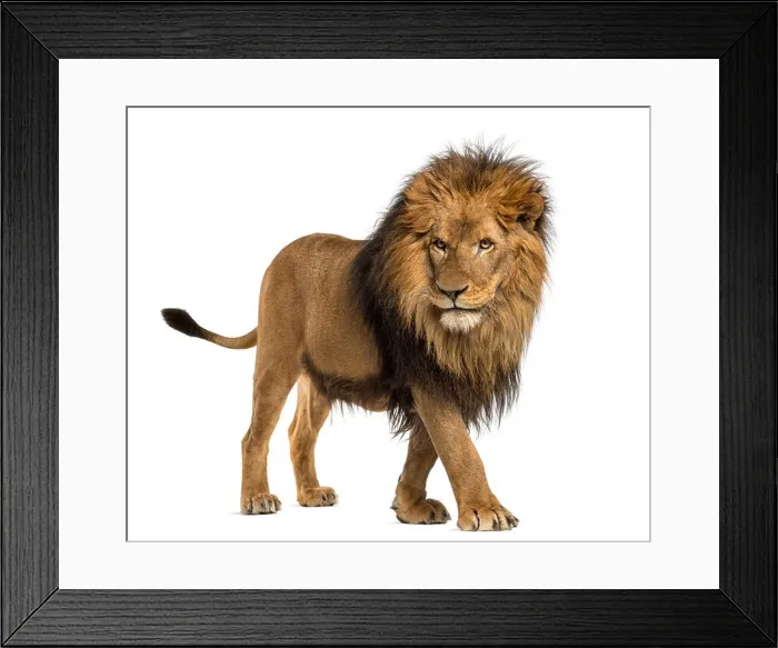 Framed Print : Side view of a Lion walking, Panthera Leo, 10 years old, against white background Framed Print : Side view of a Lion walking, Panthera Leo, 10 years old, against white background