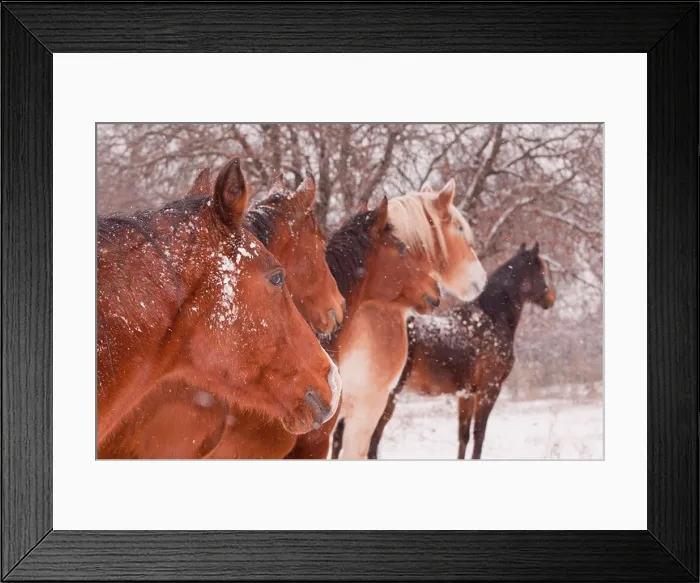Framed Print : Five horses in a blizzard, all looking to the same direction away from the viewer, focus on the nearest horse Framed Print : Five horses in a blizzard, all looking to the same direction away from the viewer, focus on the nearest horse