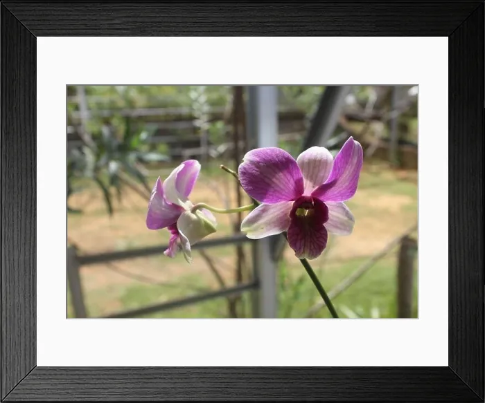 Framed Print : Selective focus of dendrobium larat orchid (bangkok fancy) in the garden Framed Print : Selective focus of dendrobium larat orchid (bangkok fancy) in the garden