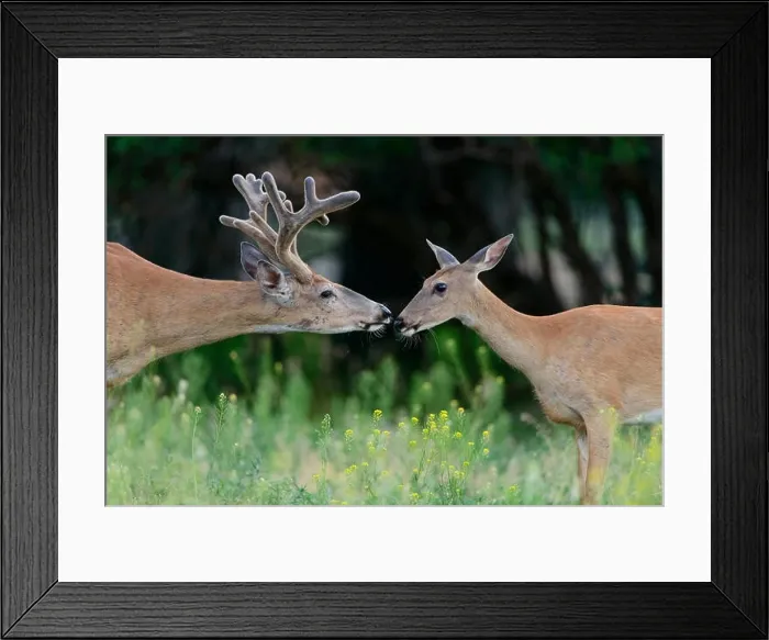 Framed Print : An uncommon mid-Summer enounter between a white-tailed buck and doe (Odocoileus virginianus), Missoula, Montana Framed Print : An uncommon mid-Summer enounter between a white-tailed buck and doe (Odocoileus virginianus), Missoula, Montana