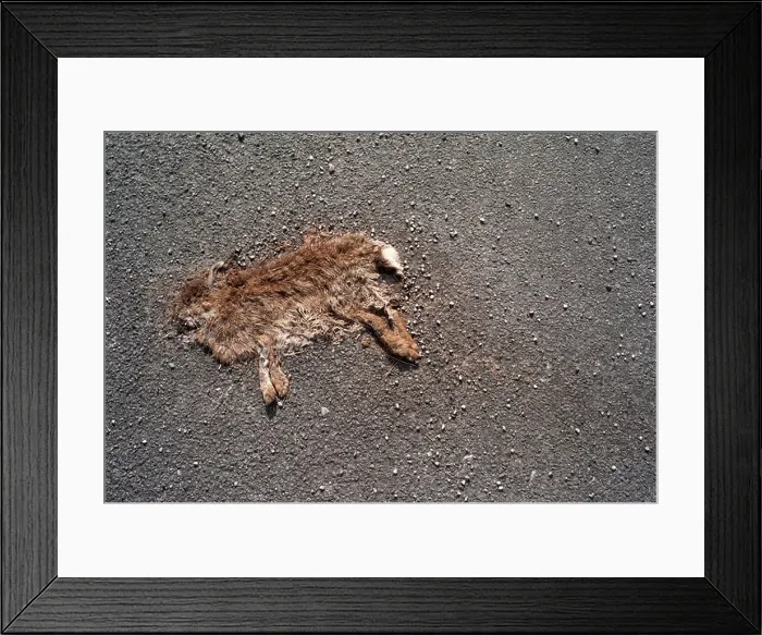 Framed Print : Roadkill rabbit / Flattened rabbit Framed Print : Roadkill rabbit / Flattened rabbit