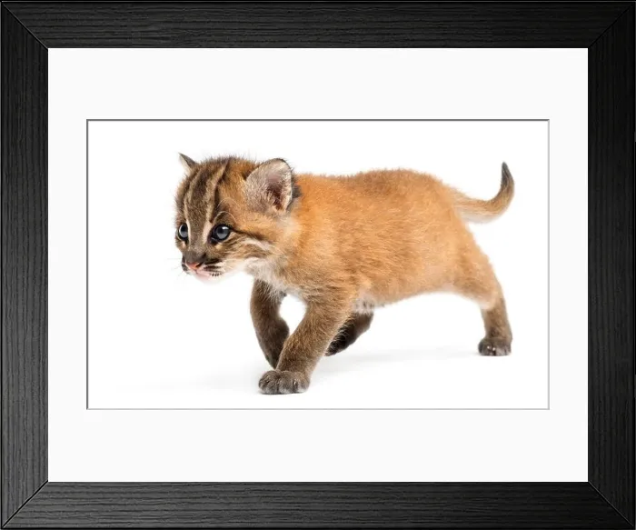 Framed Print : Asian golden cat, Pardofelis temminckii, 4 weeks old, walking in front of white background Framed Print : Asian golden cat, Pardofelis temminckii, 4 weeks old, walking in front of white background