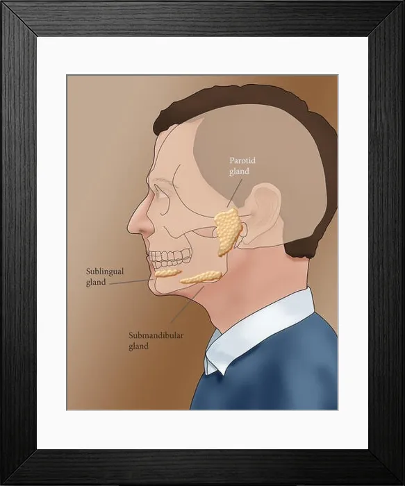 Framed Print : Illustration showing the location of the salivary glands in a male profile Framed Print : Illustration showing the location of the salivary glands in a male profile