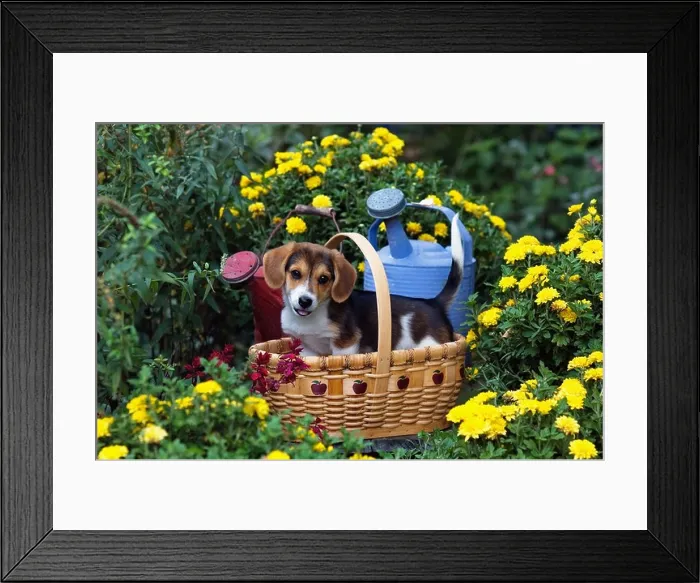 Framed Print : Mixed Breed Puppy In Basket in Garden Framed Print : Mixed Breed Puppy In Basket in Garden