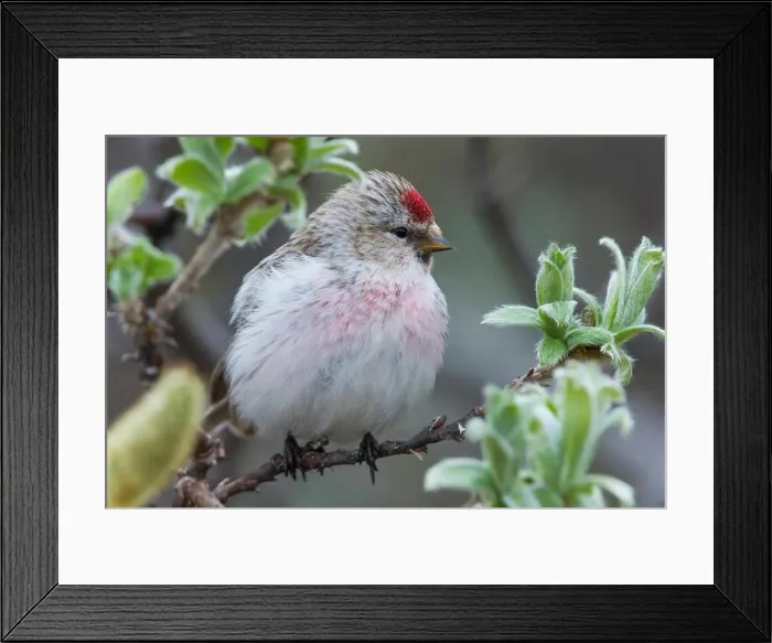 Framed Print : Arctic Redpoll (Acanthis hornemanni), adult perched on a branch Framed Print : Arctic Redpoll (Acanthis hornemanni), adult perched on a branch