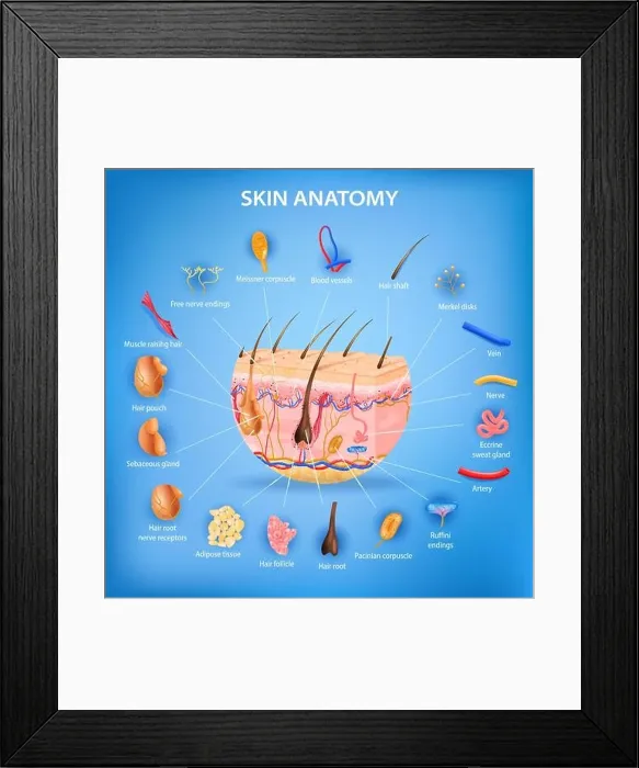 Framed Print : Skin anatomy realistic background with layers and labeled parts vector illustration Framed Print : Skin anatomy realistic background with layers and labeled parts vector illustration