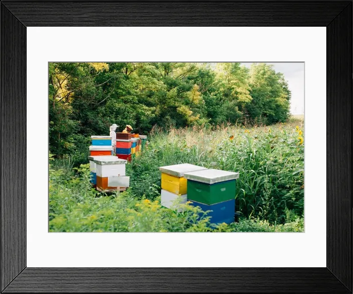 Framed Print : Beekeepers working on apiary in a beautiful forest Framed Print : Beekeepers working on apiary in a beautiful forest
