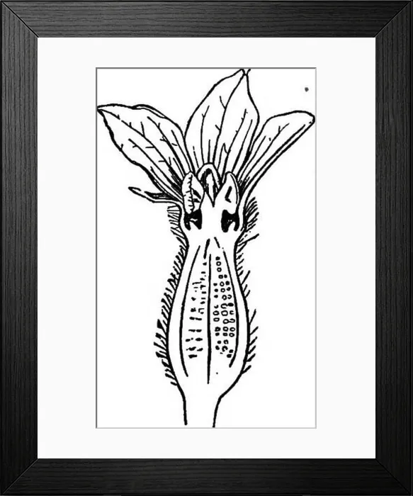 Framed Print : The essentials of botany. Botany Framed Print : The essentials of botany. Botany