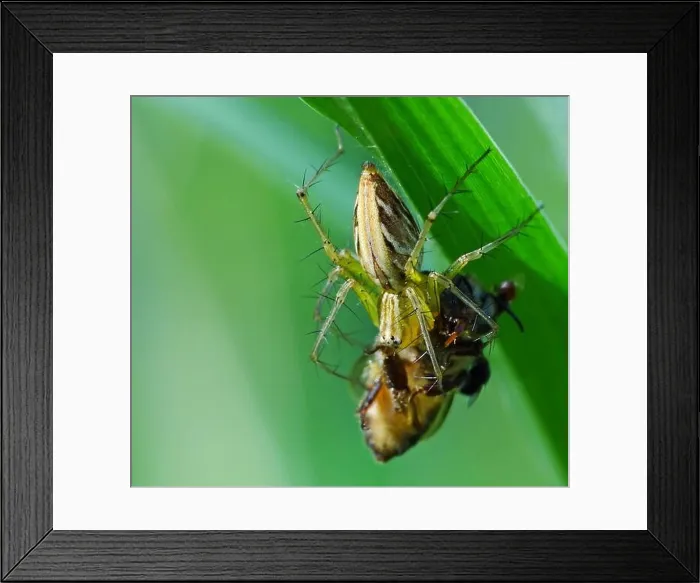 Framed Print : A spider is hunting food Framed Print : A spider is hunting food