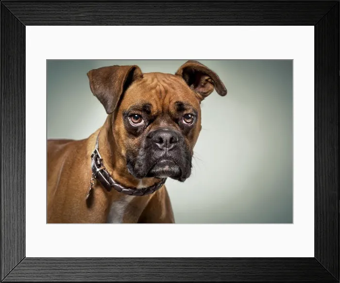 Framed Print : Boxer dog with serious expression in studio Framed Print : Boxer dog with serious expression in studio